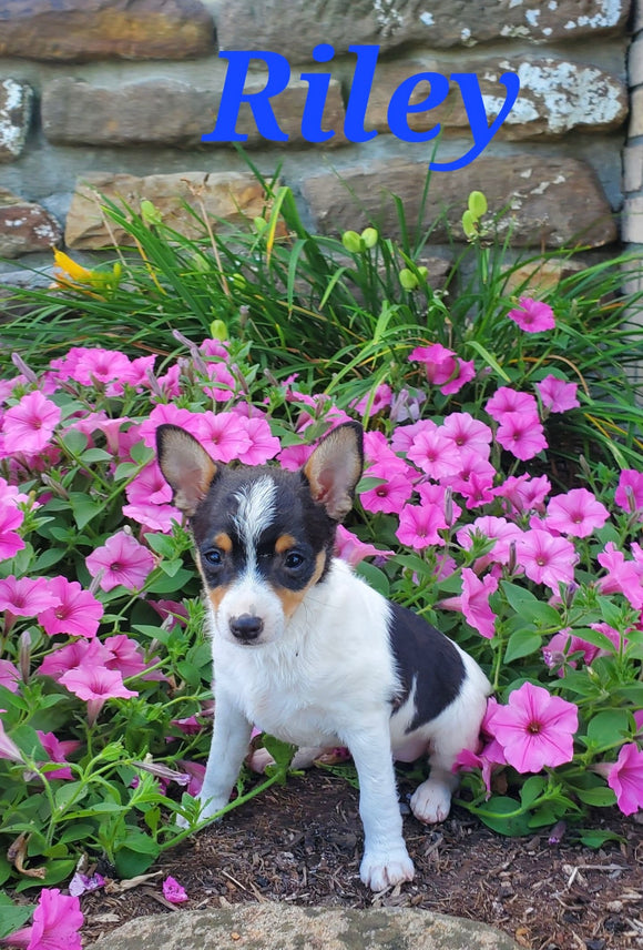 Toy Fox Terrier For Sale Sugarcreek OH Male-Riley