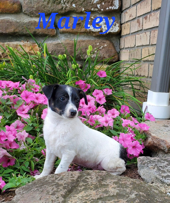 Toy Fox Terrier For Sale Sugarcreek OH Male-Marley