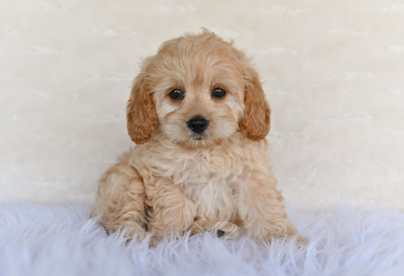 F1B Cockapoo For Sale Fresno OH-Tanner