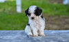 Toy Poodle For Sale Millersburg OH Tessa
