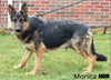 AKC Registered German Shepherd For Sale Millersburg OH Female-Melissa