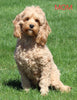 F1B Cockapoo For Sale Sugarcreek OH Female-Lassie