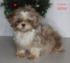 ACA Registered Shih Tzu For Sale Millersburg OH Female-Shelby