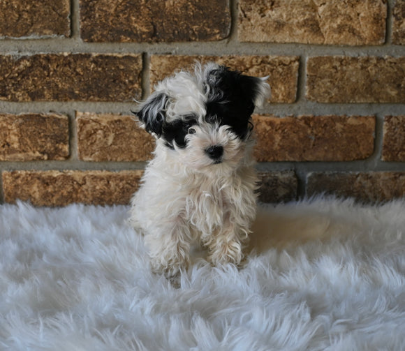 F1BB Morkipoo For Sale Holmesville OH Male-Knox