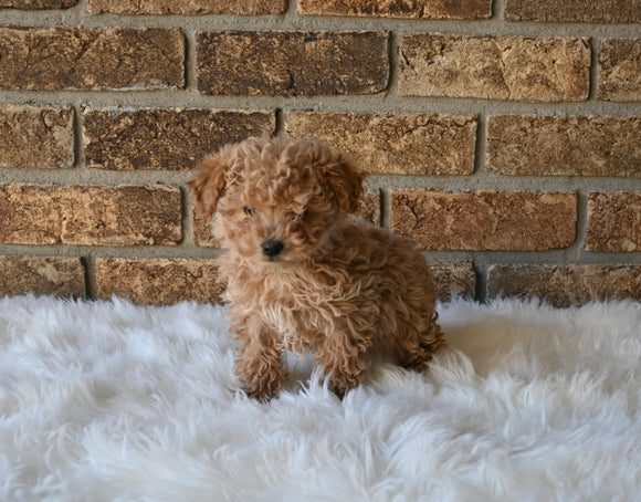 F1BB Morkipoo For Sale Holmesville OH Female-Sunny