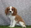 AKC Registered Cavalier KCS For Sale Wooster OH Male-Barney