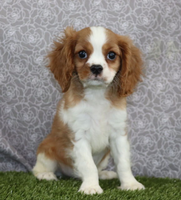 AKC Registered Cavalier KCS For Sale Wooster OH Male-Barney