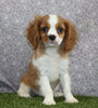 AKC Registered Cavalier KCS For Sale Wooster OH Male-Barney