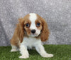 AKC Registered Cavalier KCS For Sale Wooster OH Male-Barney