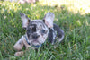 AKC Registered French Bulldog For Sale Wooster OH Male-Ben