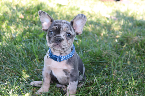 AKC Registered French Bulldog For Sale Wooster OH Male-Ben