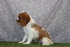 AKC Registered Cavalier KCS For Sale Wooster OH Male-Boomer