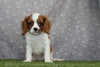 AKC Registered Cavalier KCS For Sale Wooster OH Male-Boomer