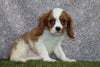 AKC Registered Cavalier KCS For Sale Wooster OH Male-Boomer