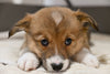 Pembroke Welsh Corgi for Sale Holmesville Ohio Male Bradly