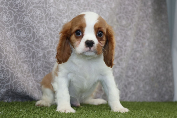 AKC Registered Cavalier KCS For Sale Wooster OH Male-Buster