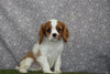 AKC Registered Cavalier KCS For Sale Wooster OH Male-Buster