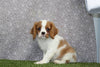 AKC Registered Cavalier KCS For Sale Wooster OH Male-Buster