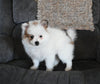 Pomeranian For Sale Sugarcreek Ohio Female-Ellie