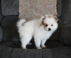 Pomeranian For Sale Sugarcreek Ohio Female-Ellie