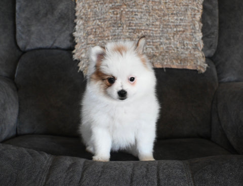 Pomeranian For Sale Sugarcreek Ohio Female-Ellie