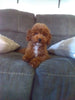 ACA Registered Mini Poodle For Sale Sugarcreek OH Male-Kodak
