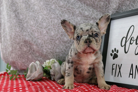 AKC Registered French Bulldog For Sale Wooster OH Female-Penny
