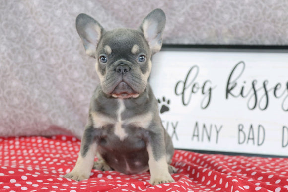 AKC Registered French Bulldog For Sale Wooster OH Female-Adrianna