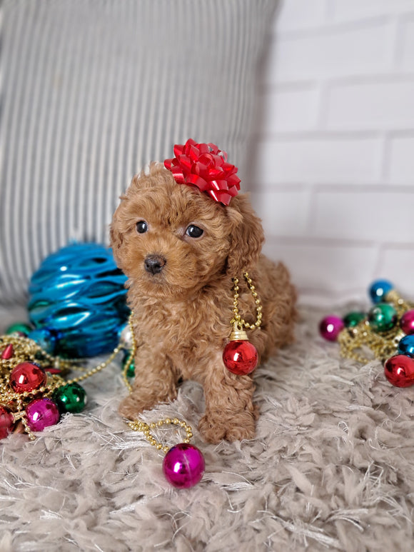 ACA Registered Toy Poodle For Sale Sugarcreek OH Female-Mia