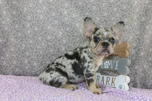 AKC Registered French Bulldog For Sale Wooster OH Female-Beth
