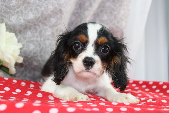 AKC Registered Cavalier For Sale Wooster OH Female-Stella