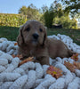 Mini Goldendoodle For Sale Fredericksburg OH Female-Twinkle