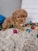 ACA Registered Toy Poodle For Sale Sugarcreek OH Female-Mia