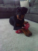 AKC Registered Rottweiler For Sale Sugarcreek OH Female-Harper