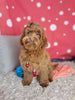 F1B Cockapoo For Sale Sugarcreek OH Female-Ariel