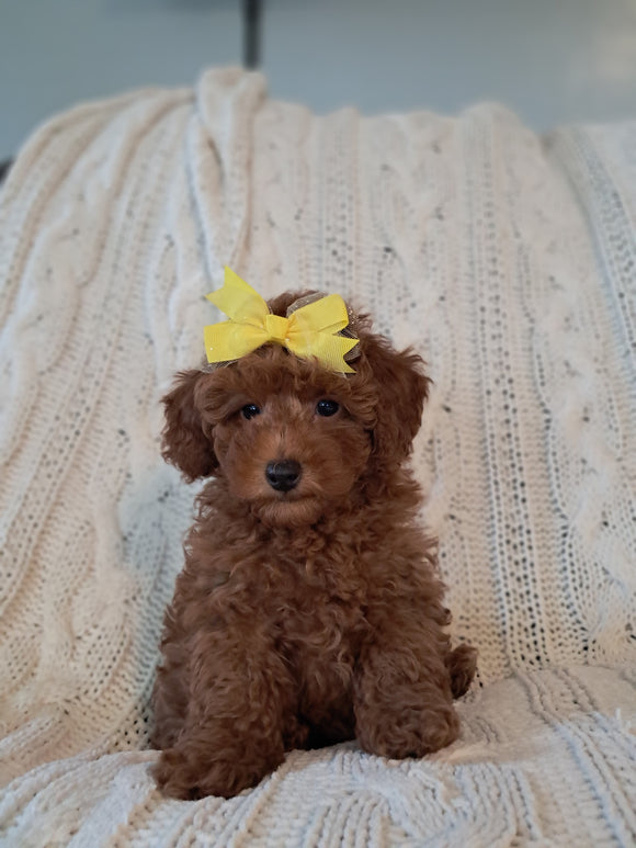 ACA Registered Toy Poodle For Sale Sugarcreek OH Male-Theodore