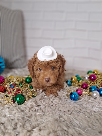 ACA Registered Toy Poodle For Sale Sugarcreek OH Male-Myis