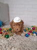 ACA Registered Toy Poodle For Sale Sugarcreek OH Male-Myis