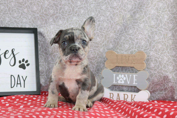 AKC Registered French Bulldog For Sale Wooster OH Male-Ben
