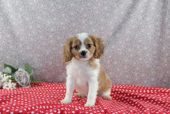 AKC Registered Cavalier For Sale Wooster OH Male-Scotty