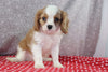 AKC Registered Cavalier For Sale Wooster OH Male-Sajey