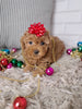 ACA Registered Toy Poodle For Sale Sugarcreek OH Female-Mia