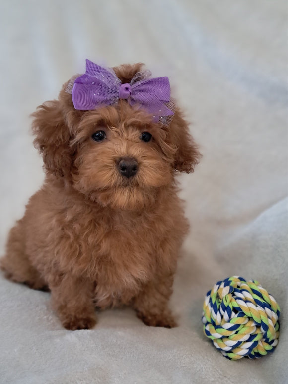 ACA Registered Toy Poodle For Sale Sugarcreek OH Female-Holly