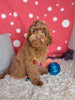 F1B Cockapoo For Sale Sugarcreek OH Female-Ariel