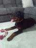 AKC Registered Rottweiler For Sale Sugarcreek OH Female-Harper