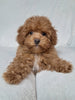 ACA Registered Toy Poodle For Sale Sugarcreek OH Female-Ashley