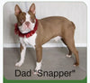 Boston Terrier For Sale Fredericksburg OH Odie
