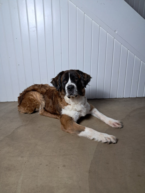 AKC Registered Saint Bernard For Sale Sugarcreek OH Female-Shelby