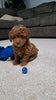 ACA Registered Toy Poodle For Sale Sugarcreek OH Male-Myis