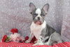 AKC Registered French Bulldog For Sale Wooster OH Male-Nikon